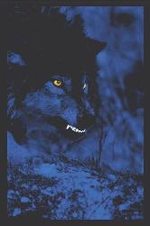 Poster - Electric wolf Enmarcado de laminas